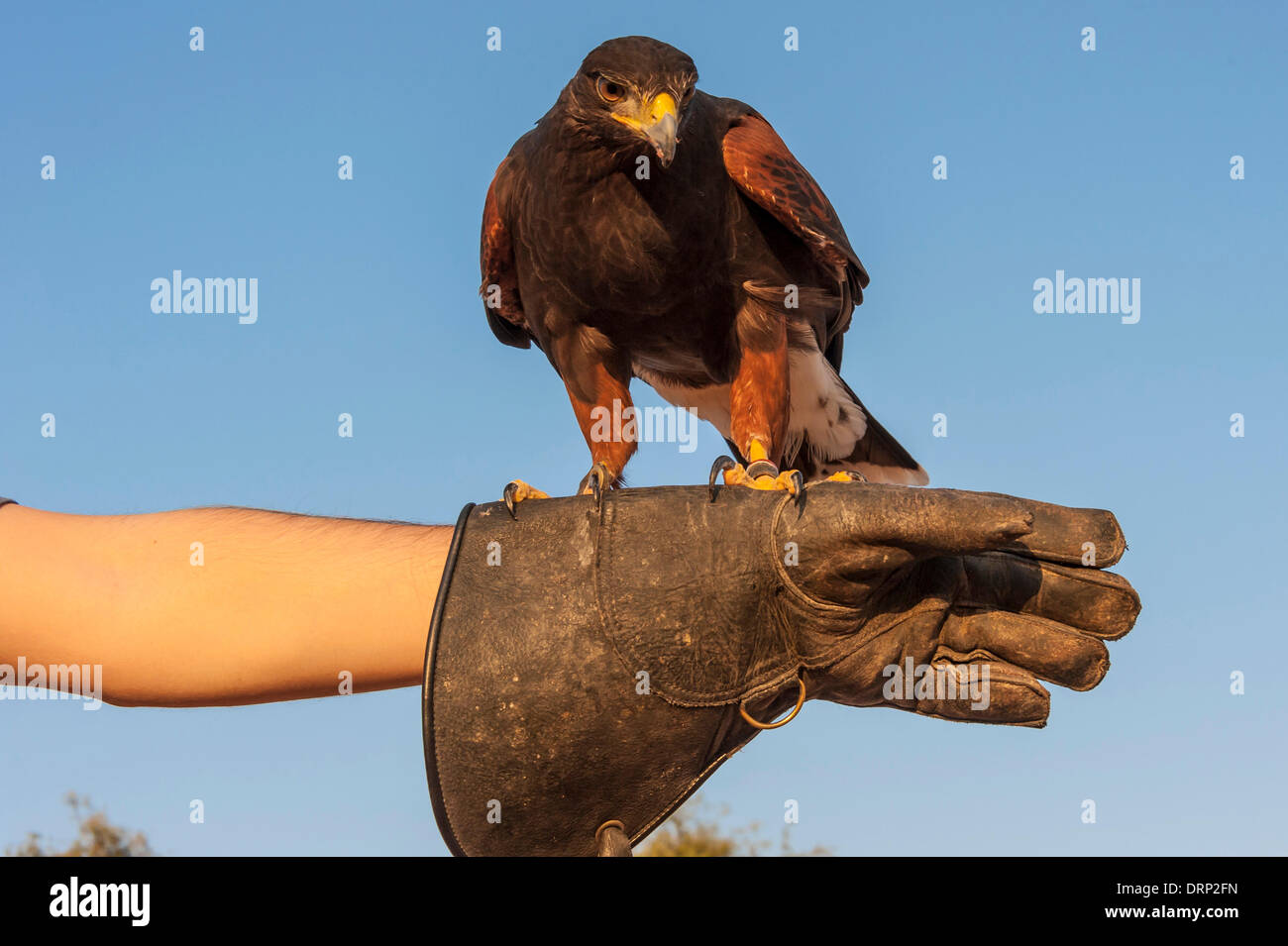 United Arab Emirates Ras Al-Khaimah - November 2013. Al Wadi Falcon ...