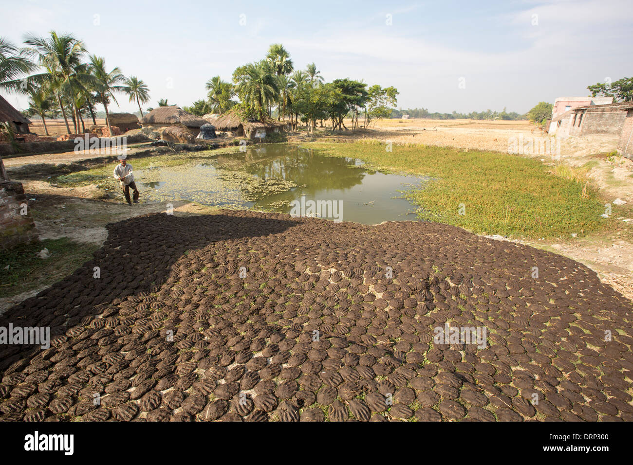 Drying Cow Dung In India High Resolution Stock Photography and Images ...
