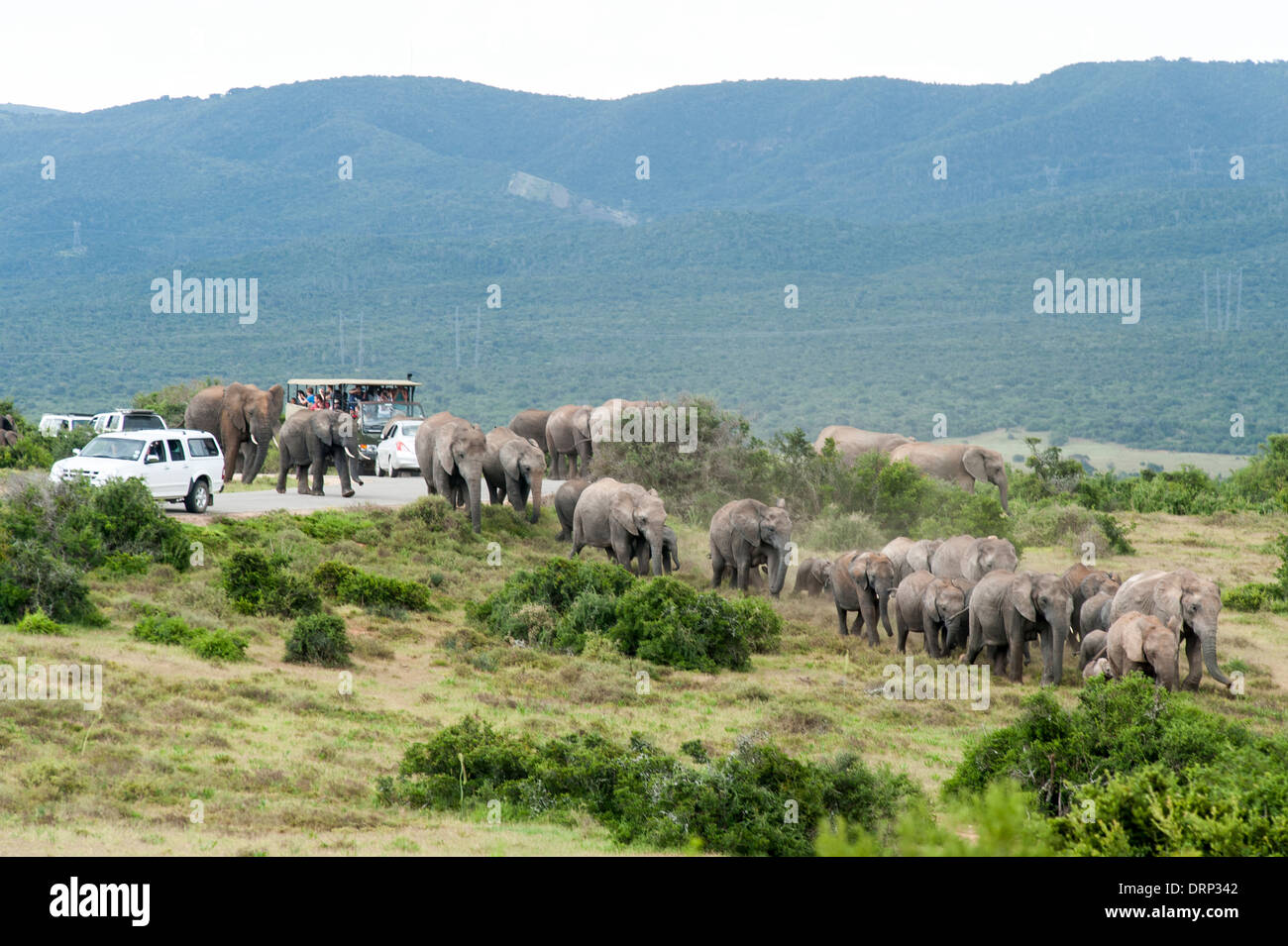 Tourists watching an elephant herd (Loxodonta africana) crossing the road between cars, Addo Elephant National Park South Africa Stock Photo