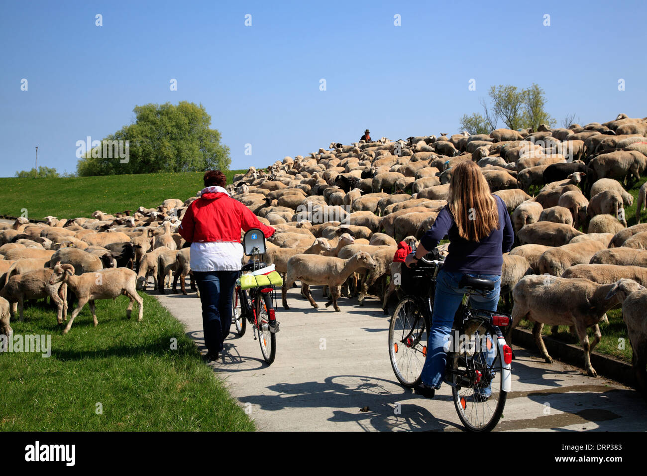Cyclists and a Flock of sheeps at river Elbe, Amt Neuhaus, Lower Saxony, Germany, Europe Stock Photo