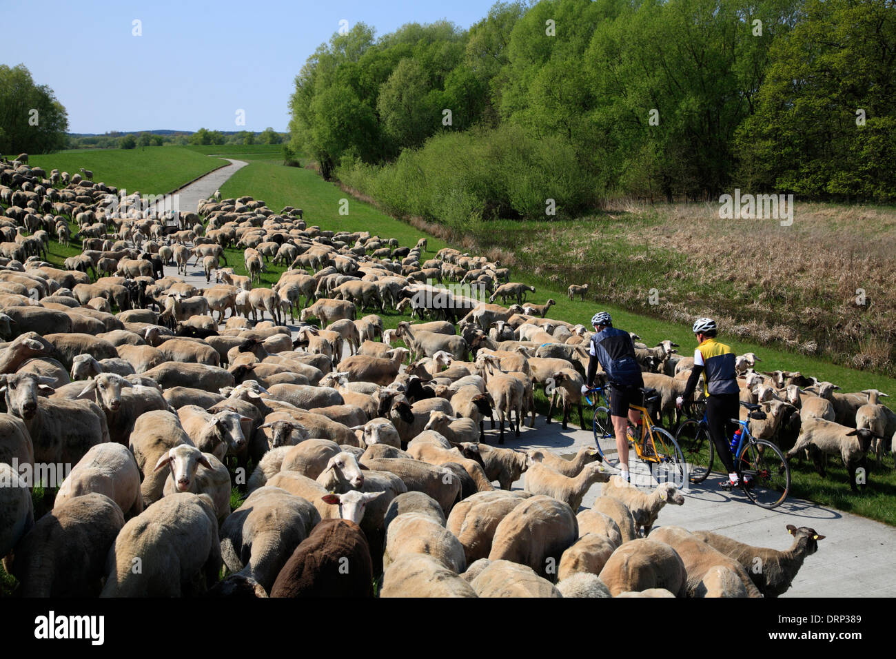 Flock of sheeps at river Elbe, Amt Neuhaus, Lower Saxony, Germany, Europe Stock Photo