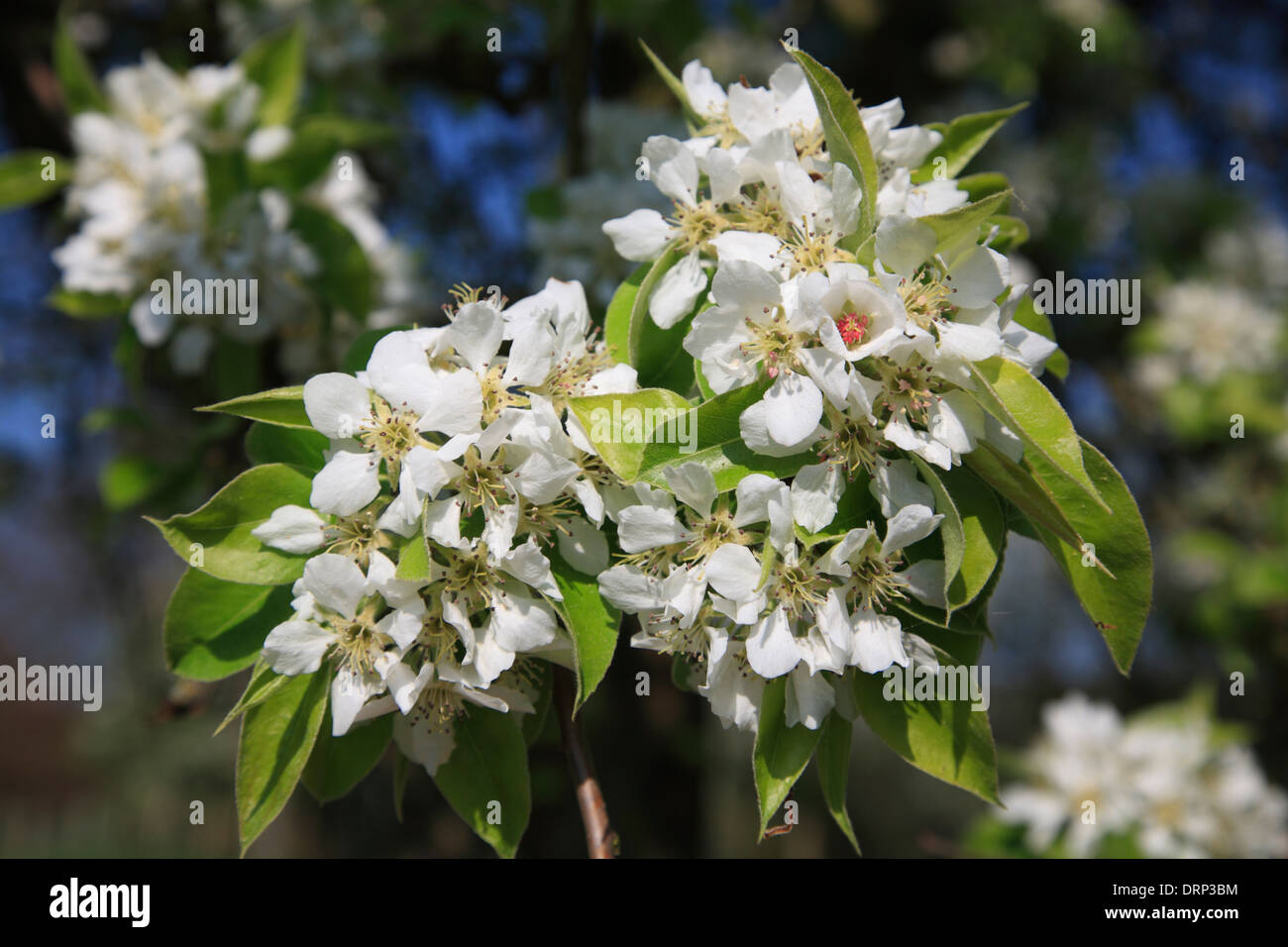 Blooming Pear at Bohnenburg,   Amt Neuhaus,  Lower Saxony, Germany, Europe Stock Photo