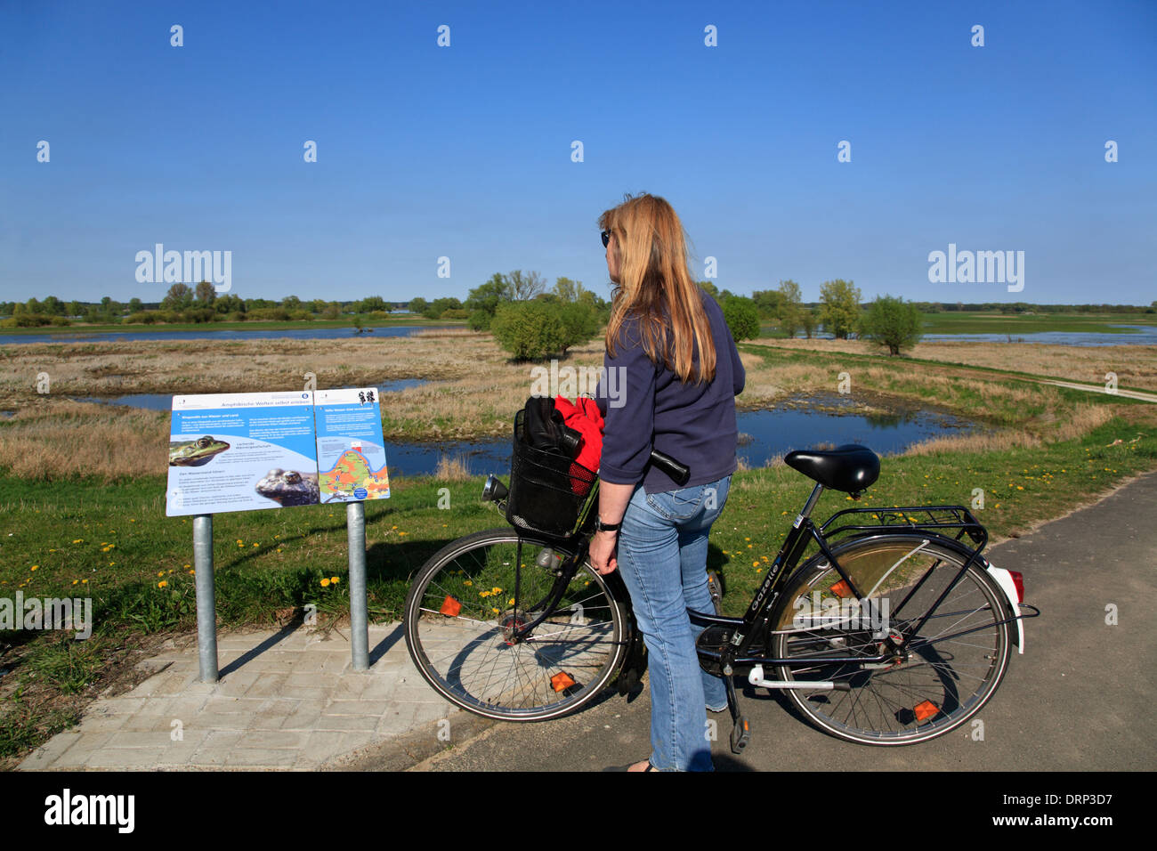 Cyclist on Elbe river cycle route at Damnatz, Lower Saxony, Germany, Europe Stock Photo