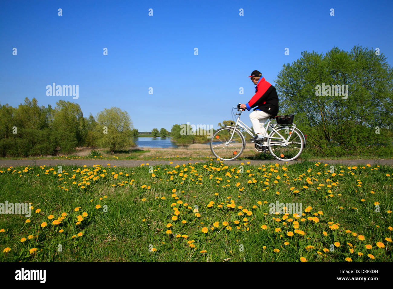 Cyclist on Elbe river route at Damnatz, Lower Saxony, Germany, Europe Stock Photo