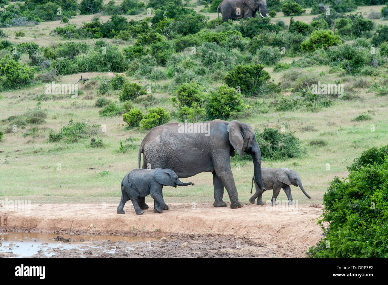 Female elephant (Loxodonta africana) with two calves at a waterhole,Addo Elephant National Park, Eastern Cape, South Africa Stock Photo