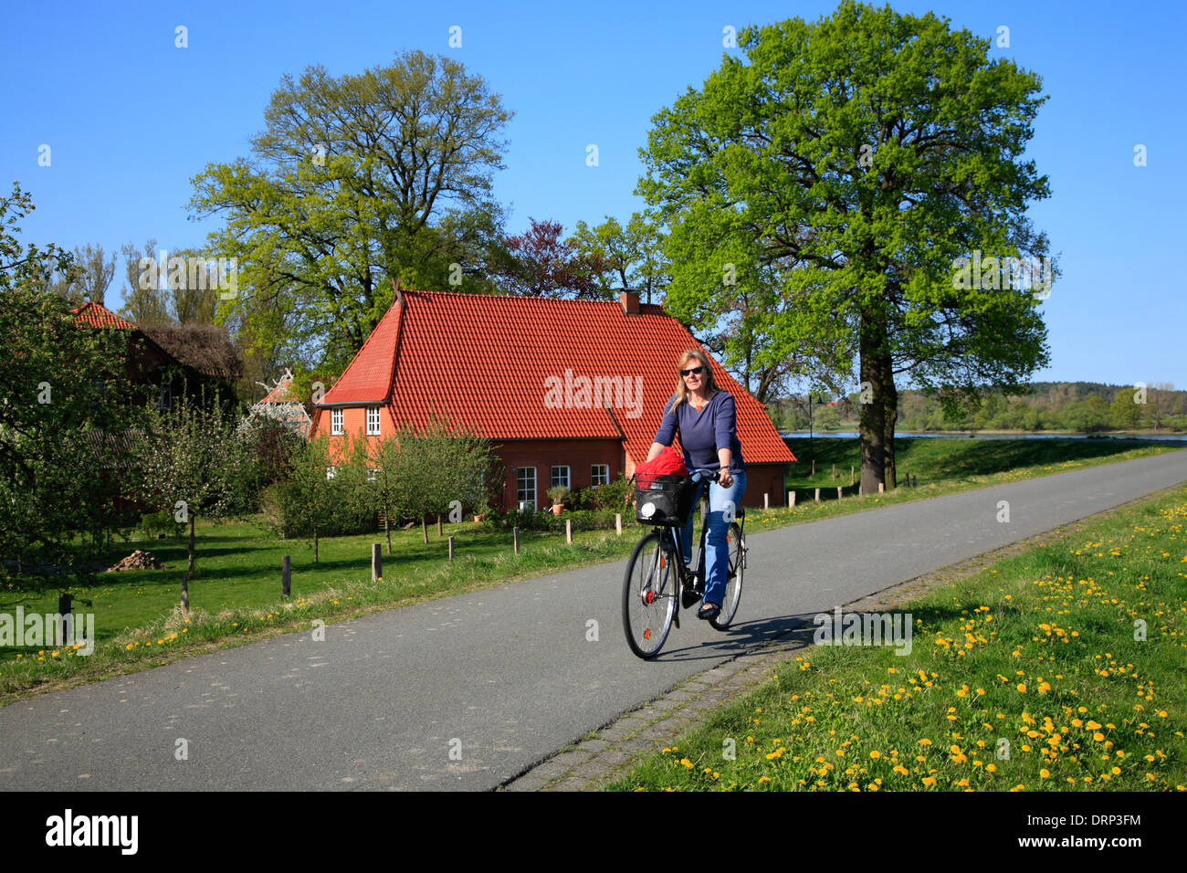 Cyclist on Elbe river route at Damnatz, Lower Saxony, Germany, Europe Stock Photo