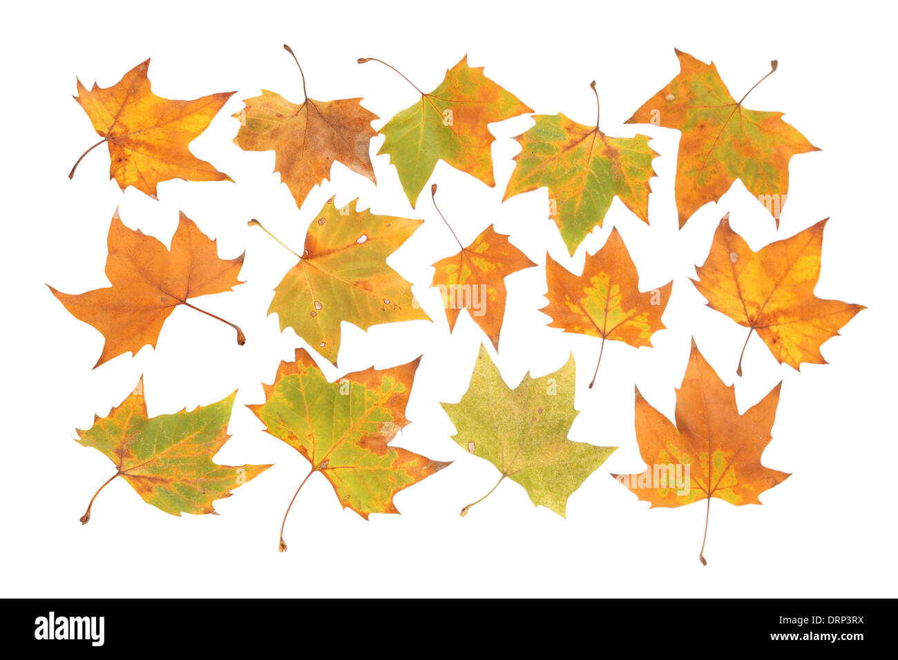fall leaf Stock Photo