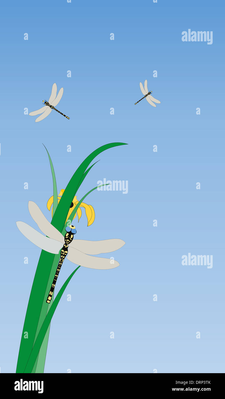 English dragonflies hi-res stock photography and images - Alamy