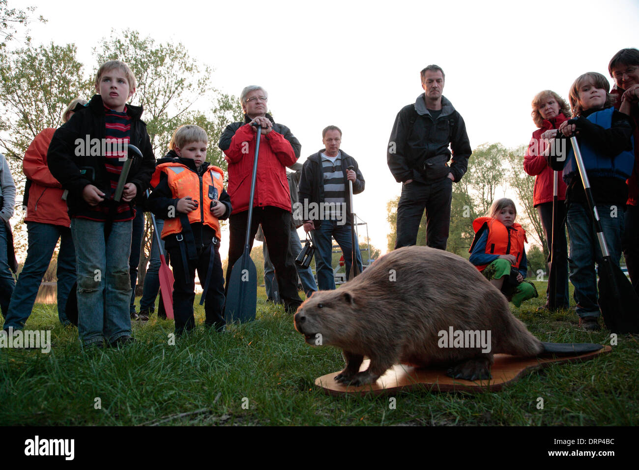 Guided conoe Beaver tour, Lake Gartow, Wendland, Lower Saxony, Germany, Europe Stock Photo