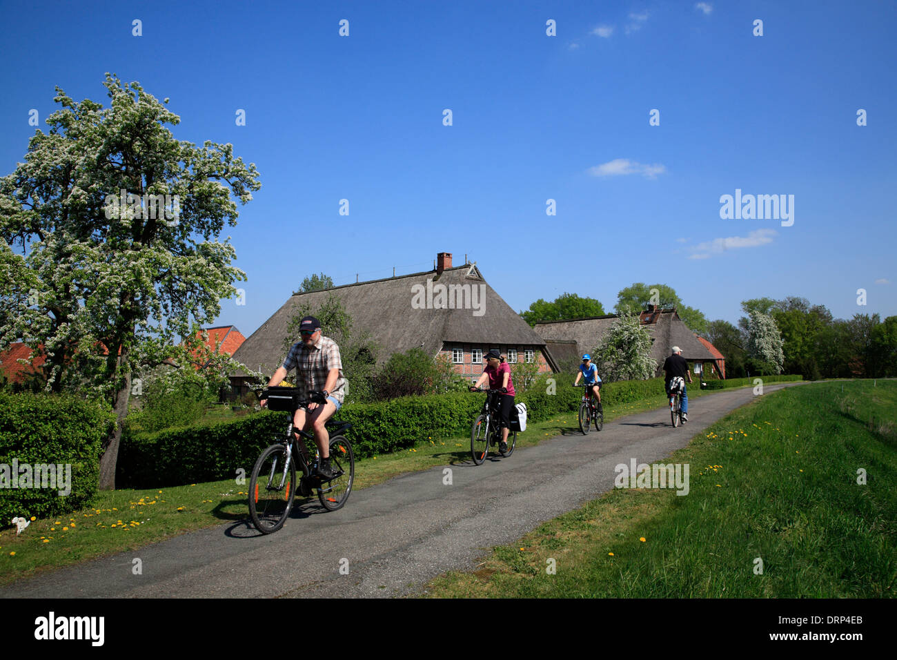 Cyclists on Elbe cycle route,  Marschhufendorf Konau, Amt Neuhaus Elbe, Lower Saxony, Europe Stock Photo