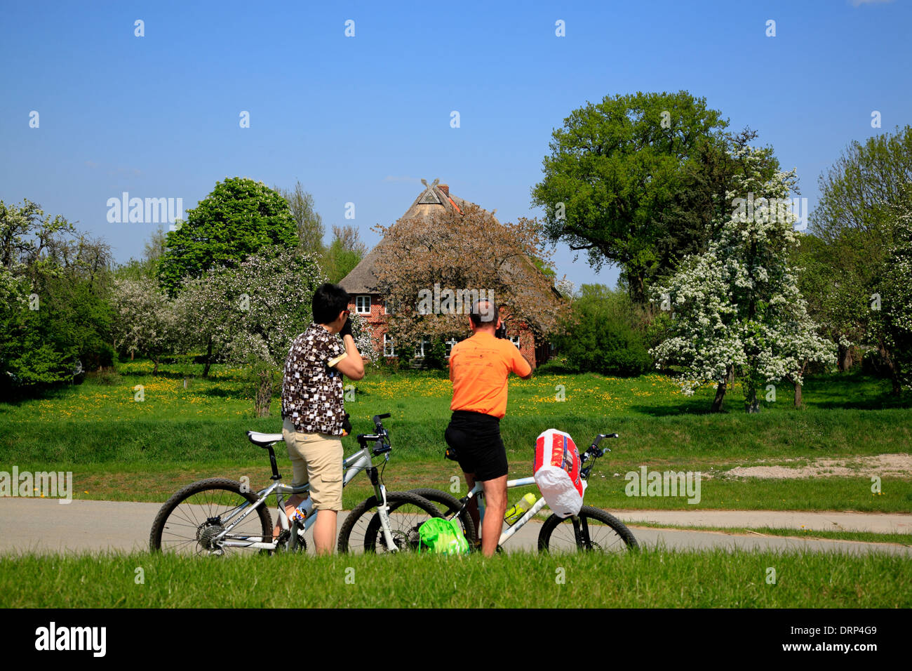 Cyclist on Elbe river route at Vockvey,  Amt Neuhaus, Lower Saxony, Germany, Europe Stock Photo