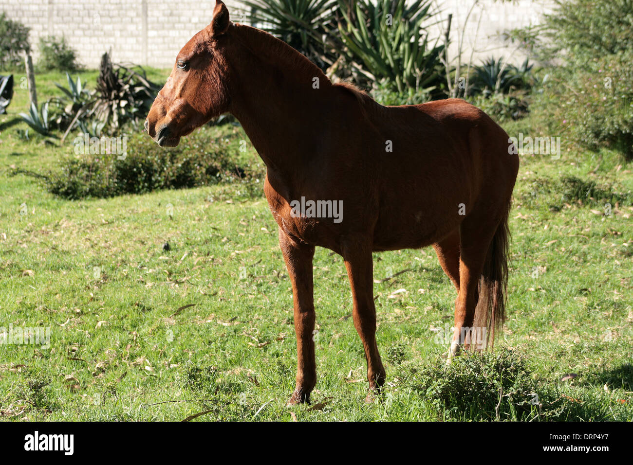 A brown horse standing in a farmers pasture in Cotacachi, Ecuador Stock Photo