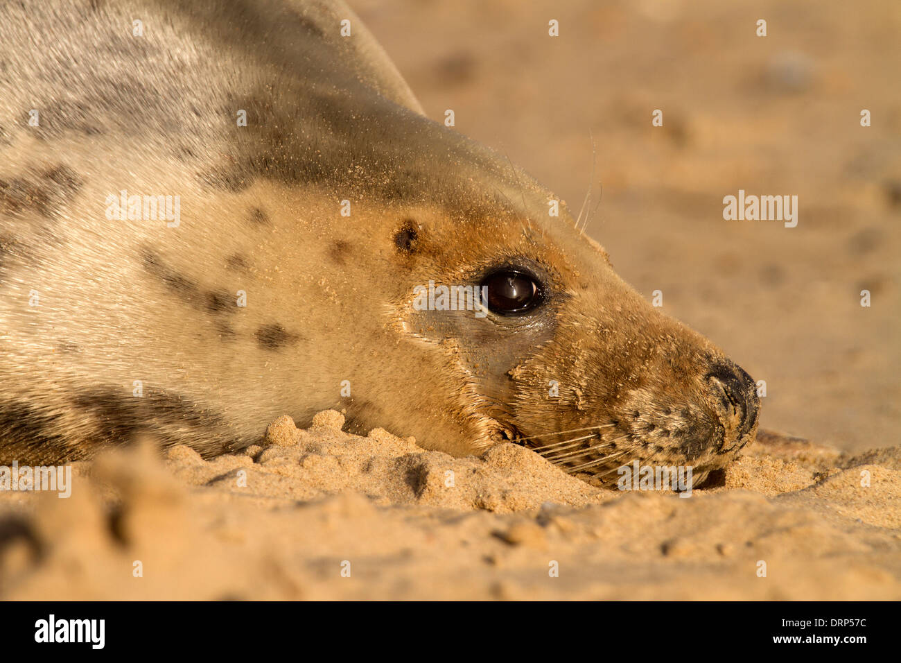 Grey Seal, Halichoerus grypus portrait Stock Photo