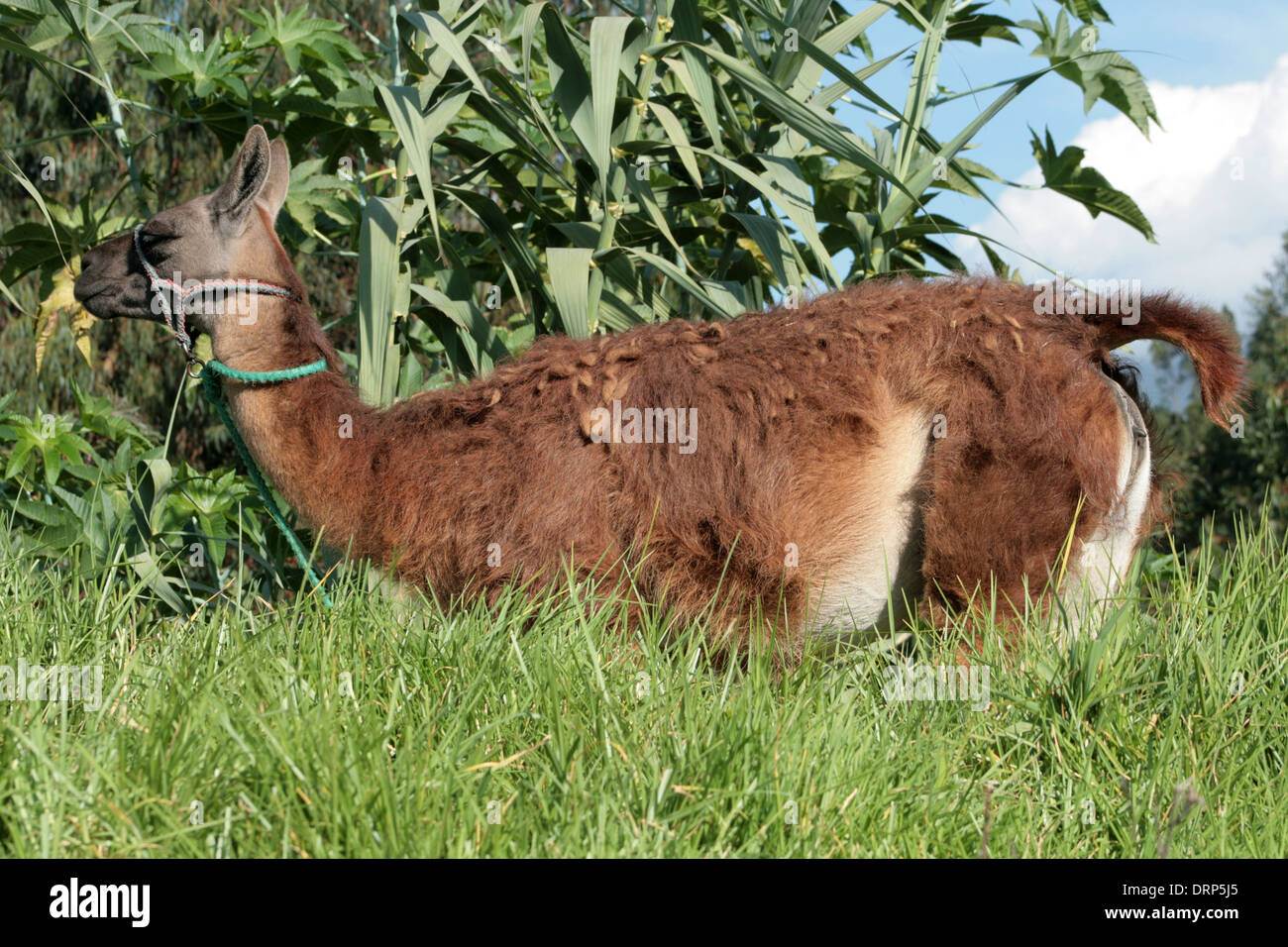 A brown llama standing in a farmers pasture on a farm in Cotacachi, Ecuador Stock Photo