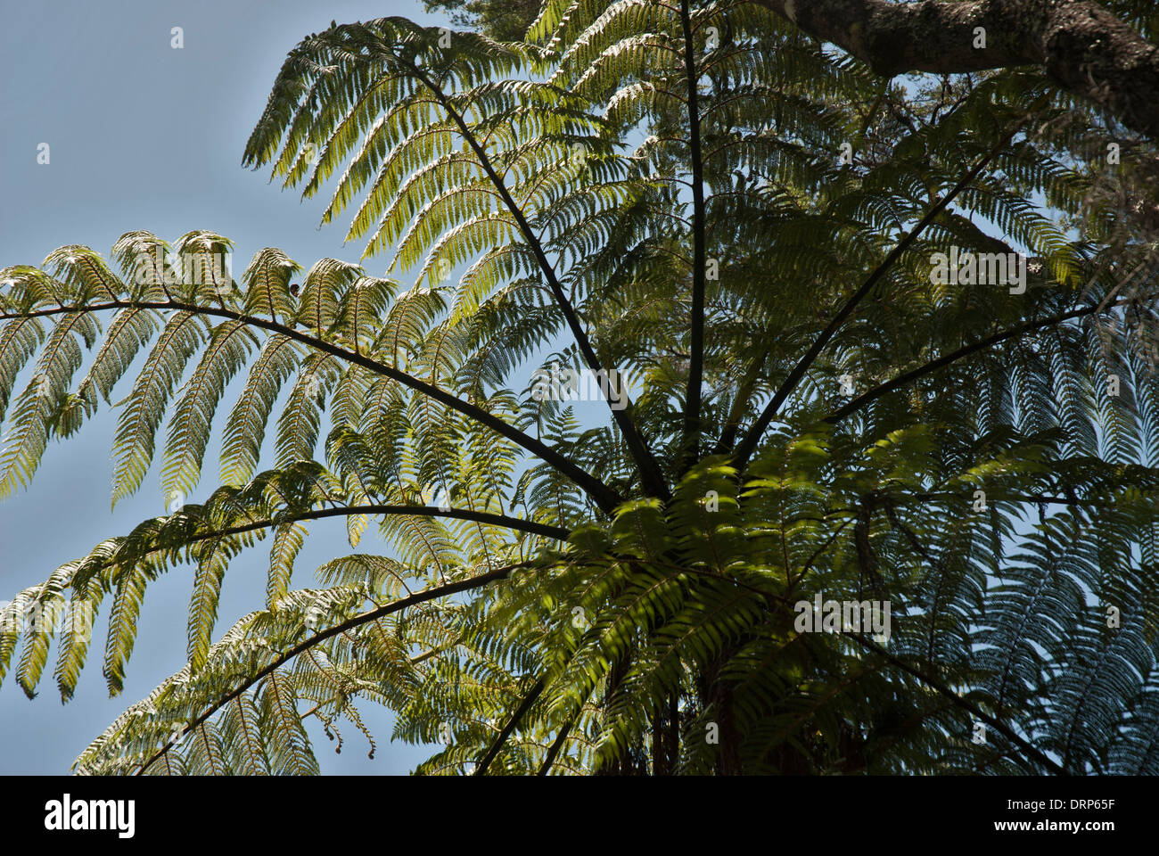 Sunlight shining through fonds of fern tree, North Island, New Zealand Stock Photo