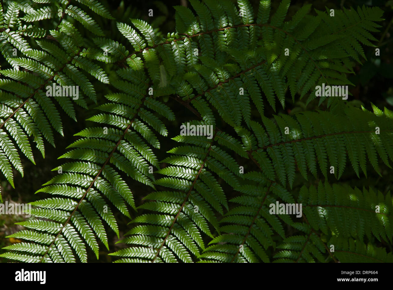 Fern leaves in sunshine and shadow Stock Photo