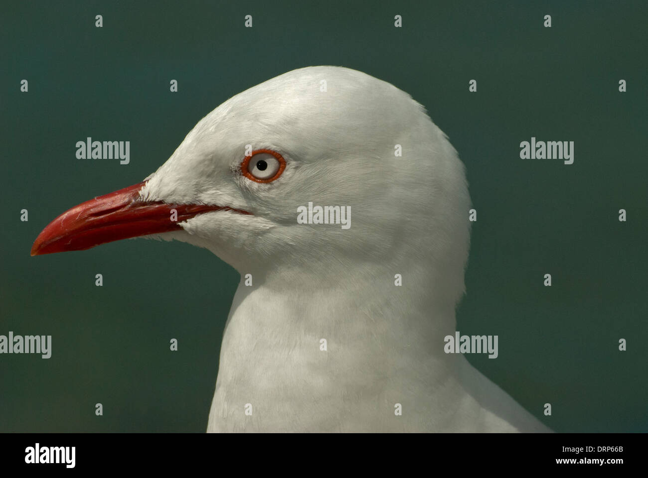 The Red-billed Gull once known as the Mackerel Gull is a native of New Zealand Stock Photo