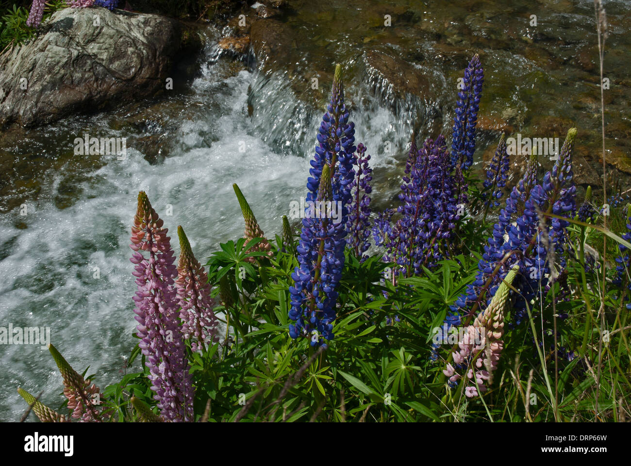A patch of pink and blue lupins growing by a small stream with waterfall Stock Photo