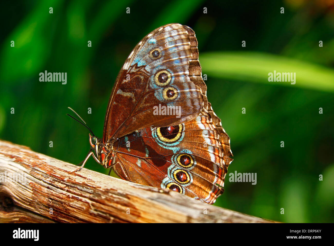 Common Morpho Butterfly (Morpho peleides) Stock Photo