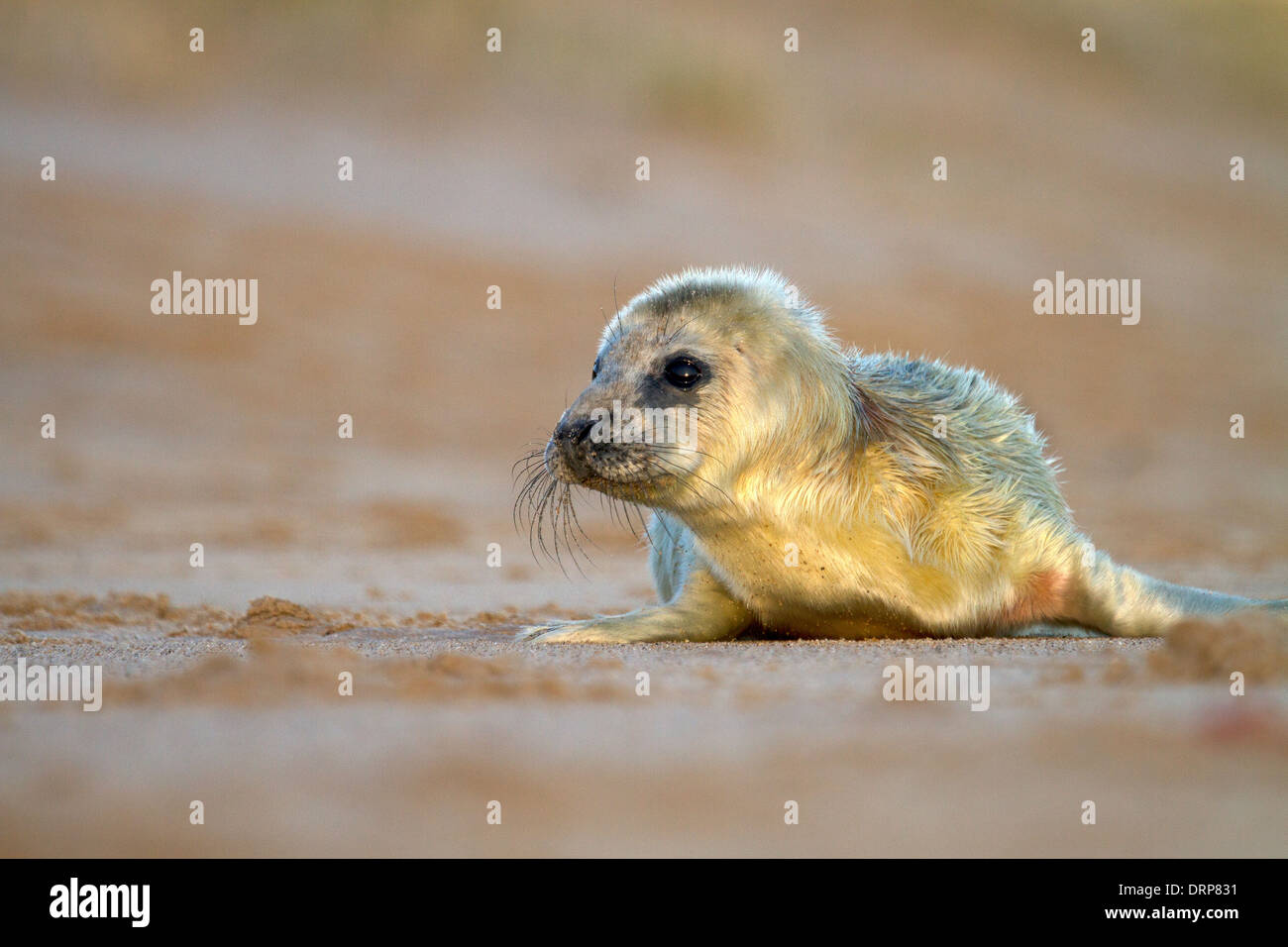 Grey Seal pup, Halichoerus grypus on the beach Stock Photo
