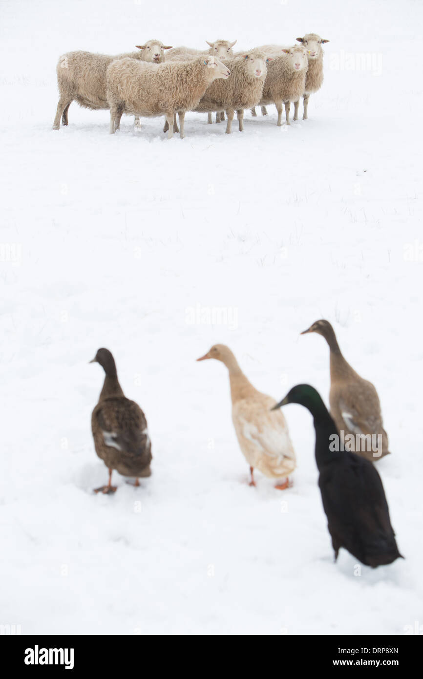A flock of Swedish Rya sheep being herded by four Indian Runner ducks. Stock Photo