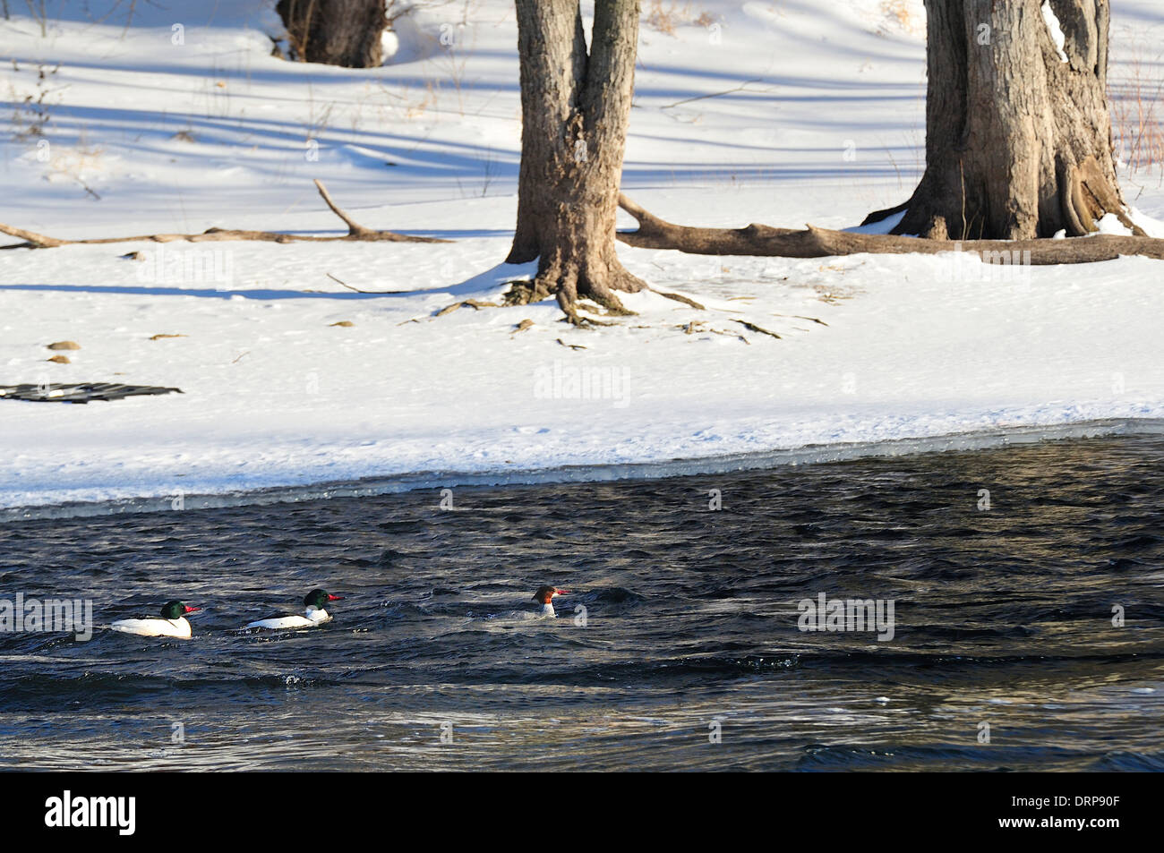 Three Common Merganser ducks swimming down winter stream.  Mergus merganser Stock Photo