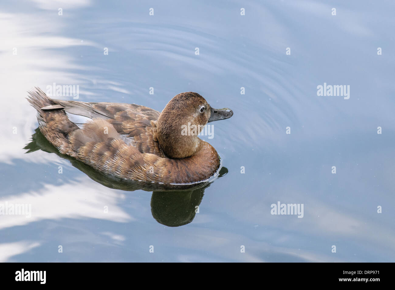Grey duck baby hi-res stock photography and images - Alamy