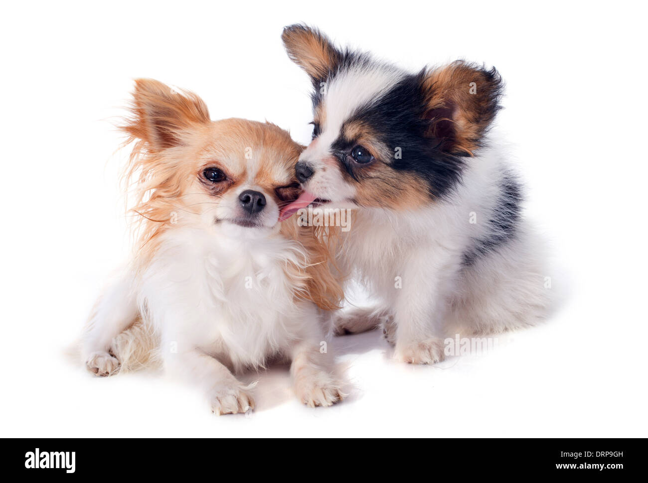 Puppy Dogs Papillon High Resolution Stock Photography And Images Alamy