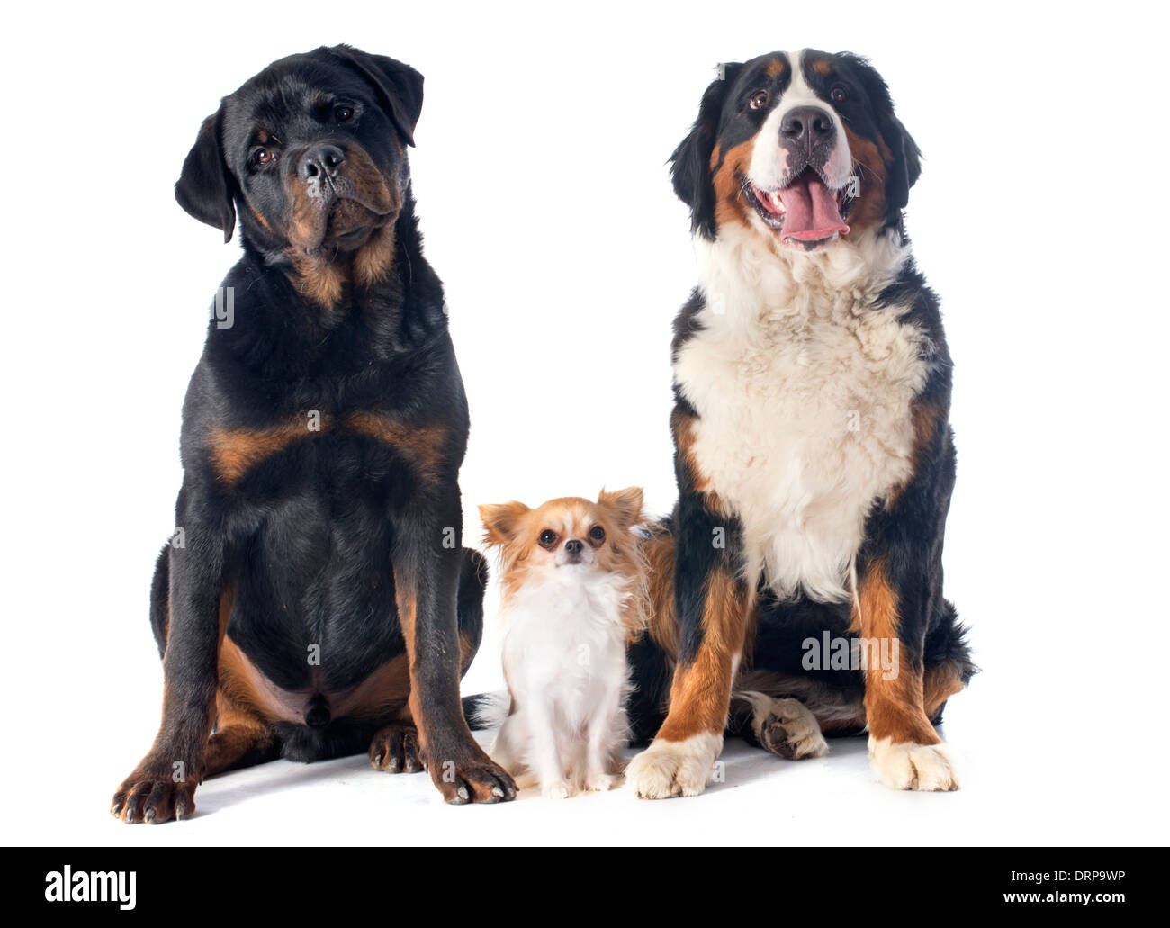 portrait of a purebred bernese mountain dog chihuahua and rottweiler in front of white background Stock Photo