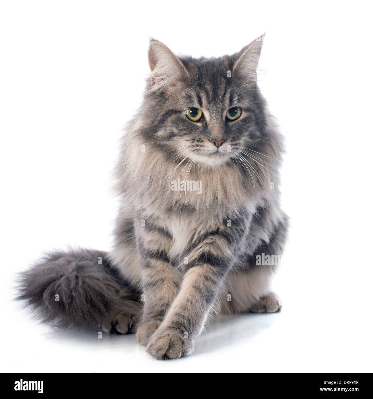 portrait of a purebred maine coon cat on a white background Stock Photo ...
