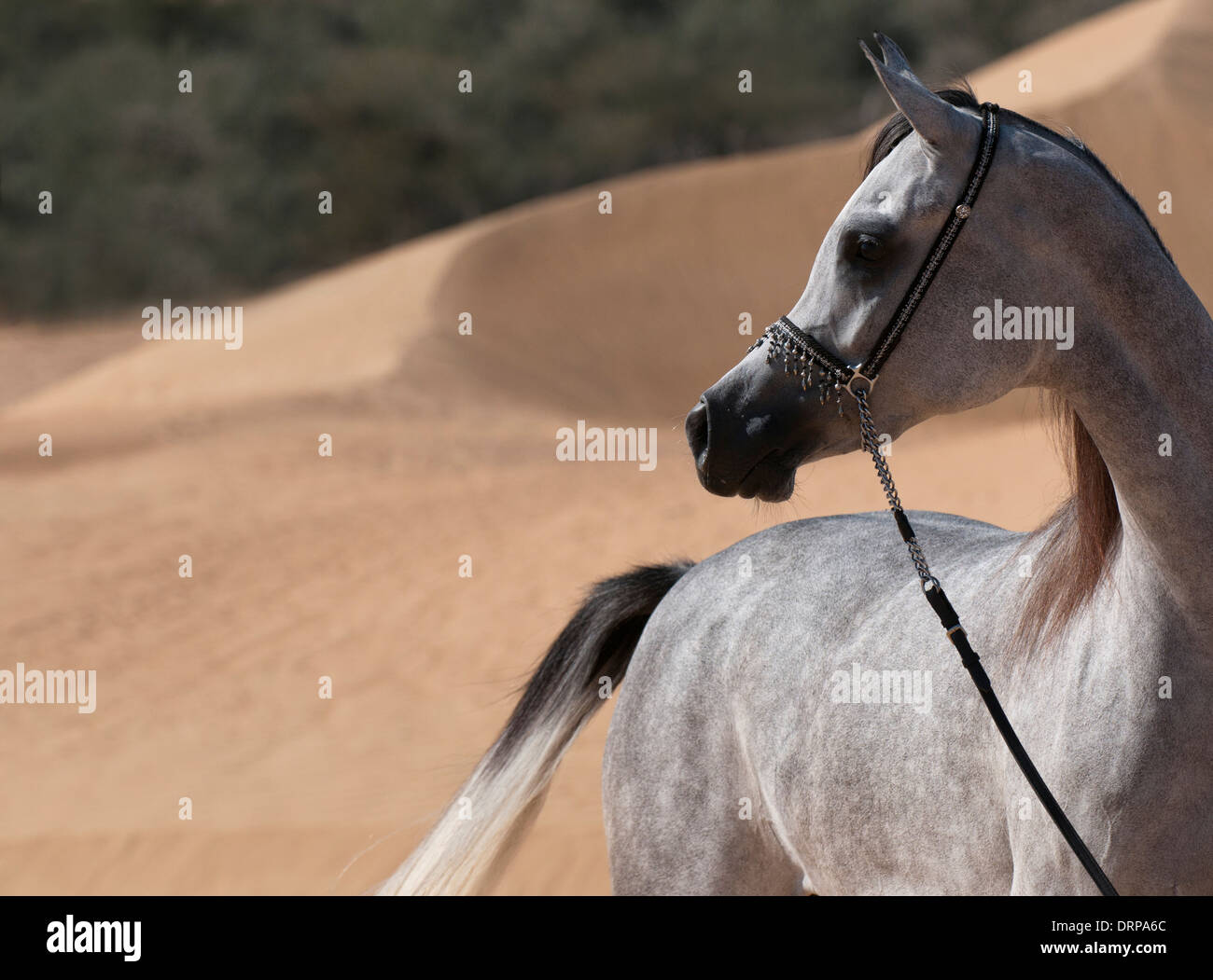 Grey Arabian horse standing alert in the sand dunes Stock Photo