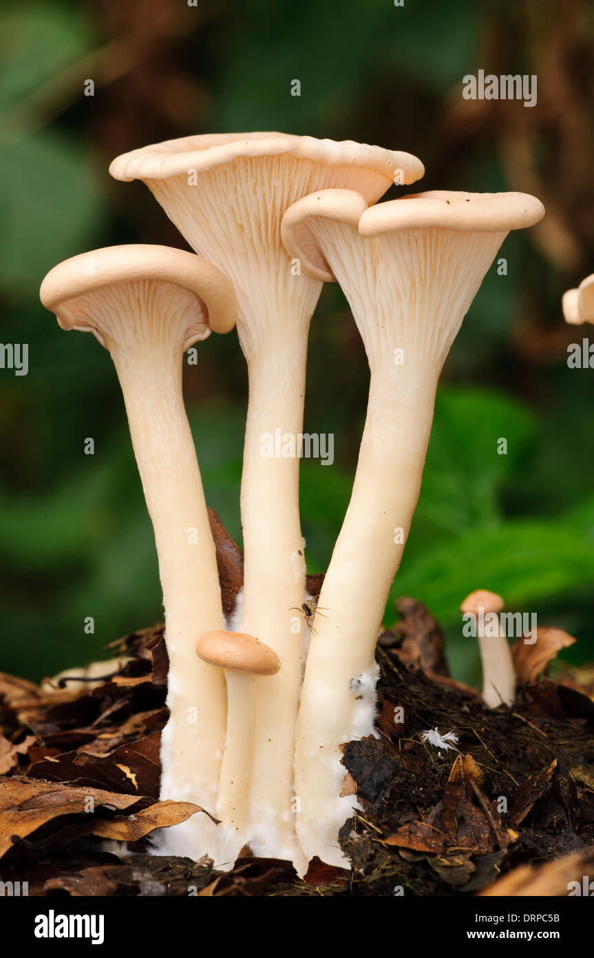 Common Funnel (Clitocybe gibba) fungi, growing through leaf litter in Clumber Park, Nottinghamshire. September. Stock Photo