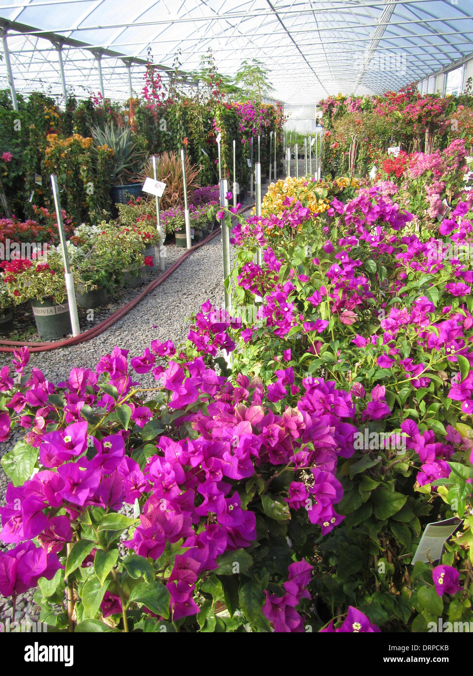 Variuos colors of Bougainvillea growing in a nursery hot house Stock Photo