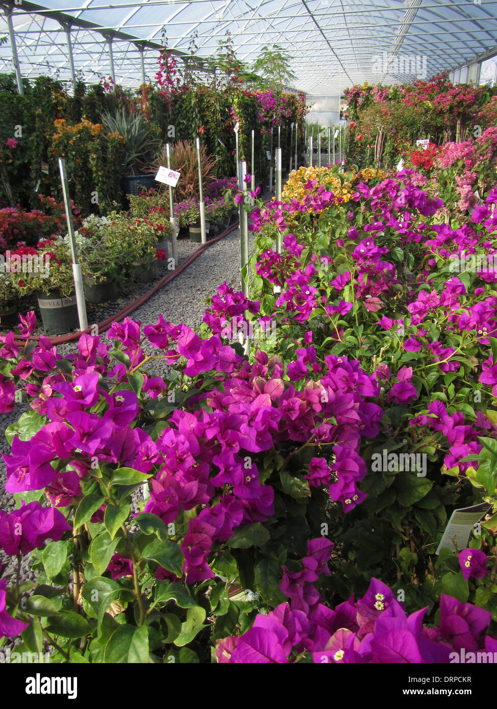 Variuos colors of Bougainvillea growing in a nursery hot house Stock Photo