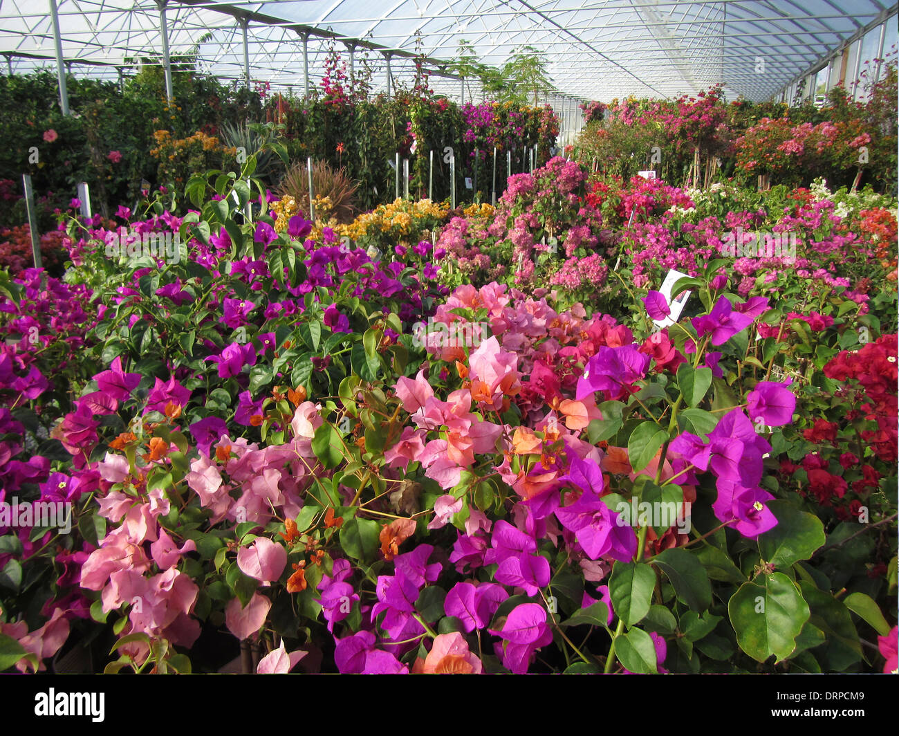 Various colors of Bougainvillea plants blossoming in a nursery hot house. Stock Photo
