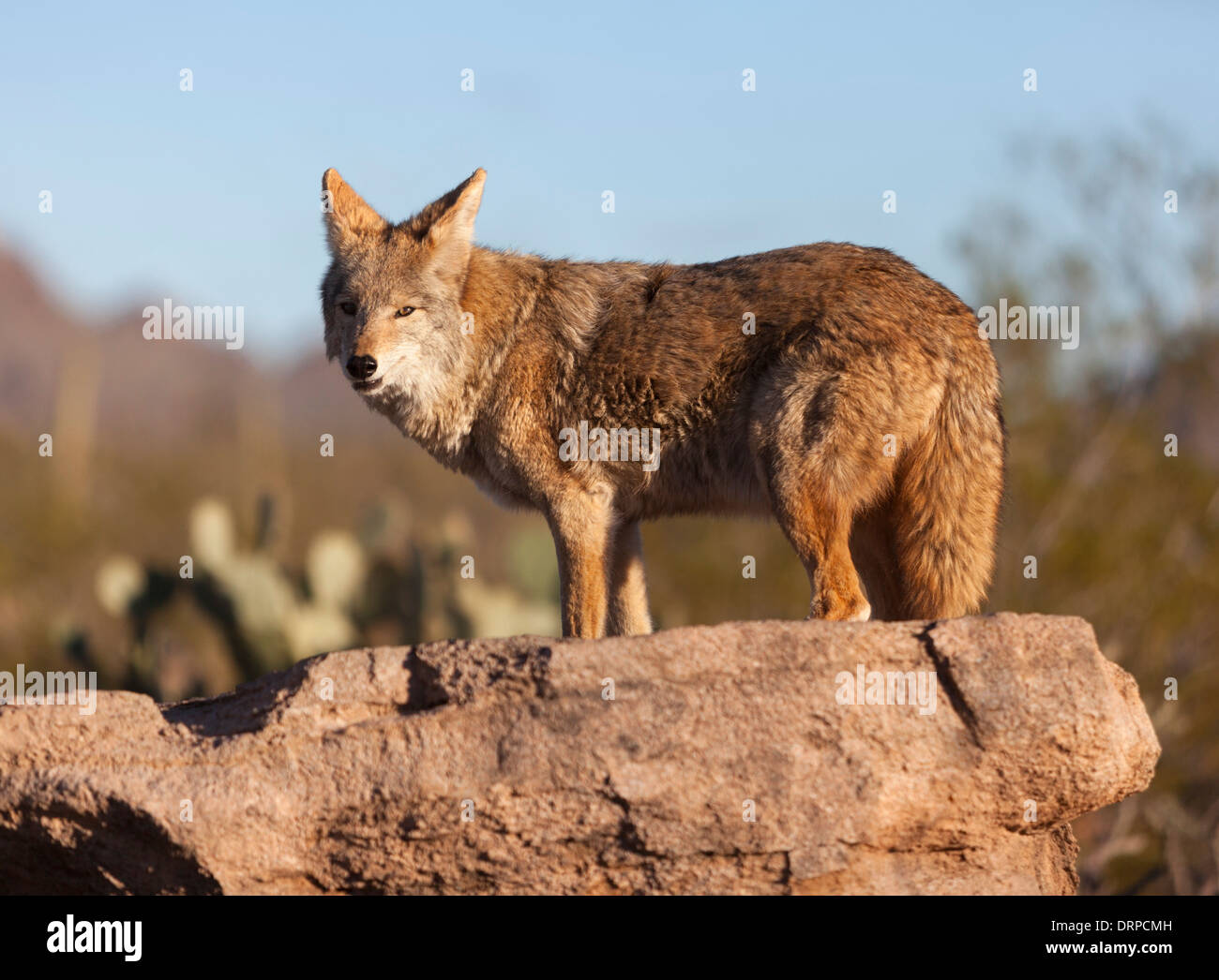 The coyote (US Canis latrans), also known as the American jackal, brush wolf, or the prairie wolf, is a species of canine. Stock Photo