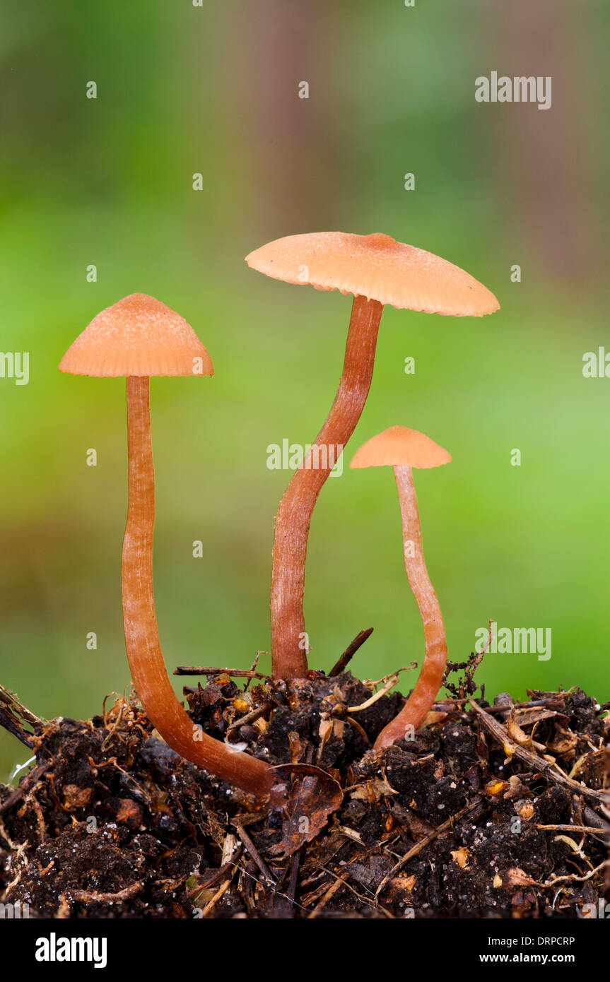The Deceiver (Laccaria laccata), three fruiting bodies growing from leaf mould in Clumber Park, Nottinghamshire. September. Stock Photo