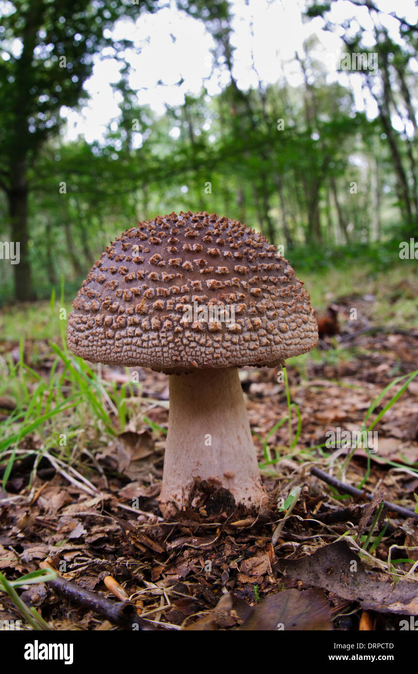 The Blusher (Amanita rubescens) growing in deciduous woodland in Clumber Park, Nottinghamshire. September. Stock Photo