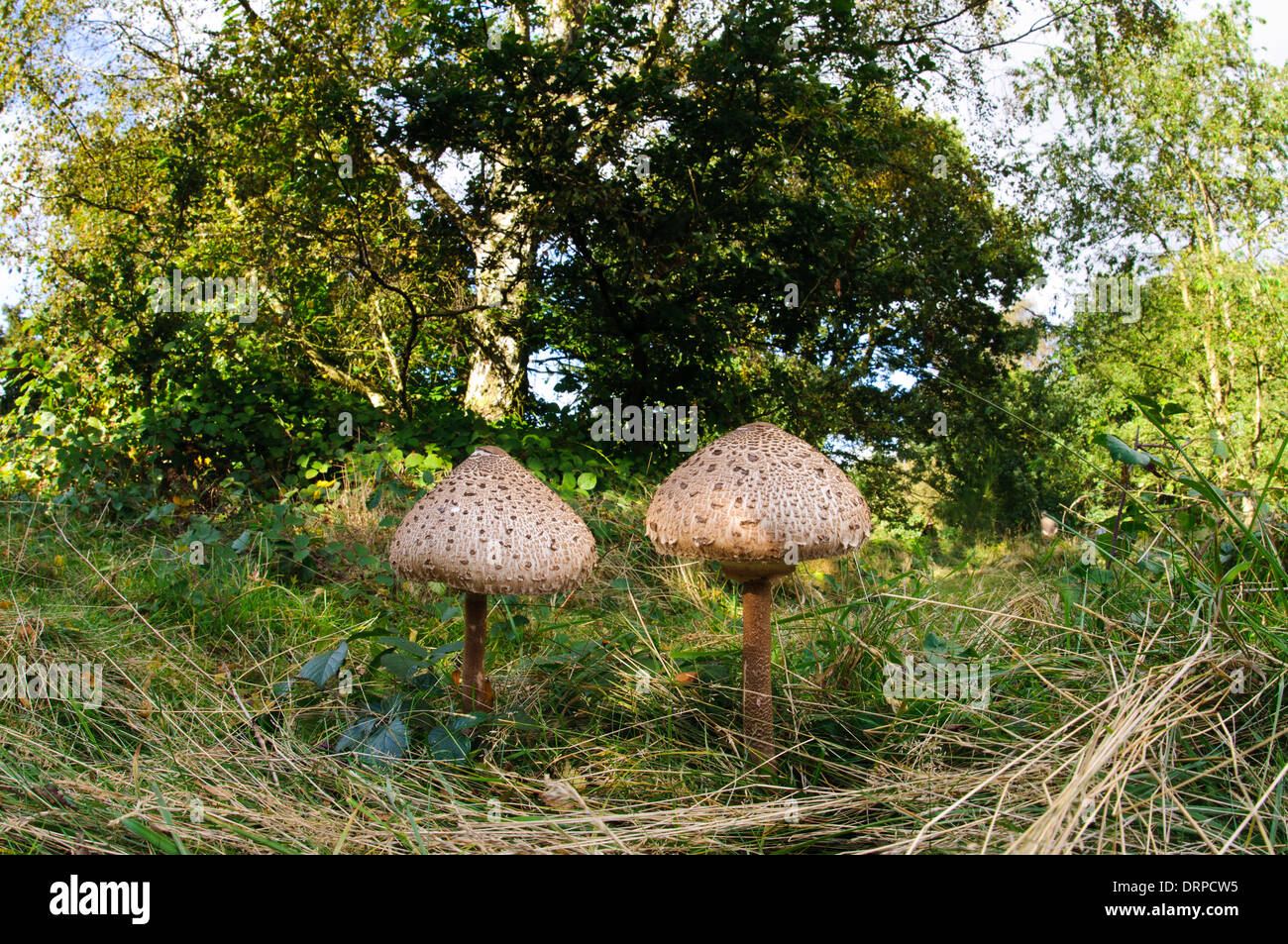 Parasol (Macrolepiota procera), two fruiting bodies growing in unimproved grassland in Clumber Park, Nottinghamshire. September. Stock Photo