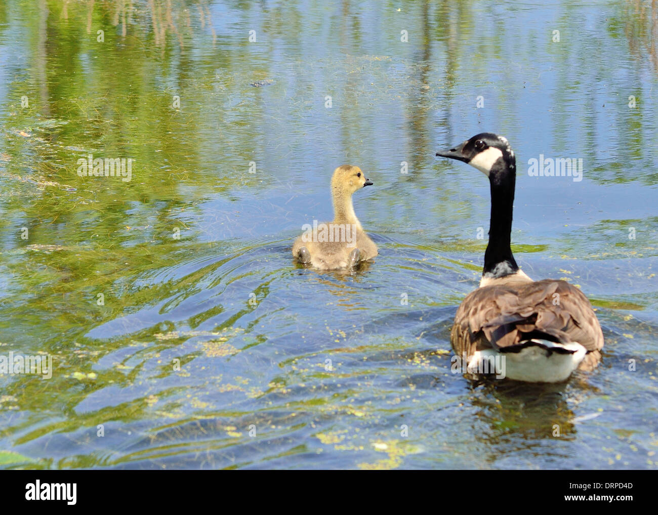 A Canada goose gosling floating in a body of water. Stock Photo