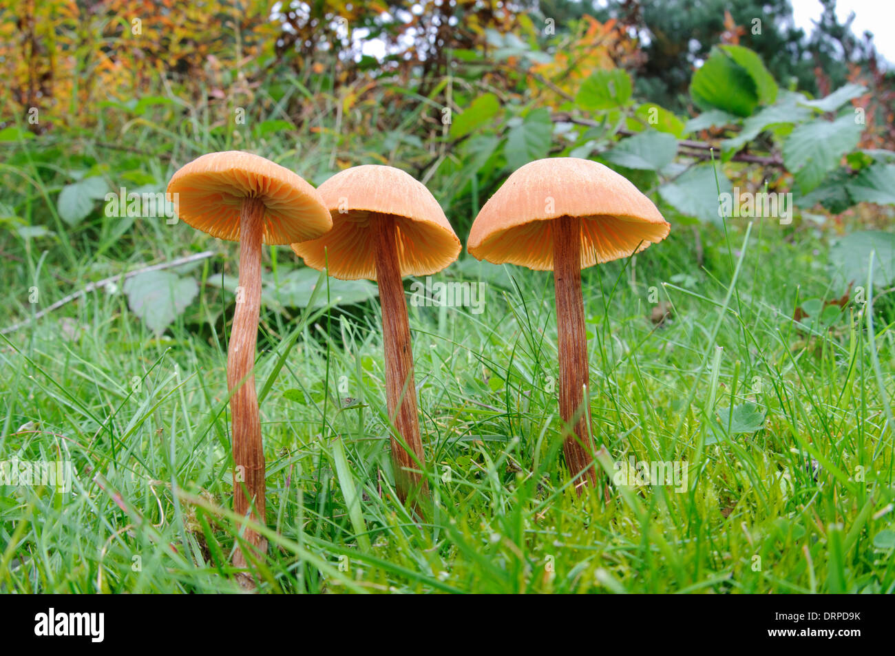 The Deceiver (Laccaria laccata), three fruiting bodies growing in grassland in Clumber Park, Nottinghamshire. September. Stock Photo