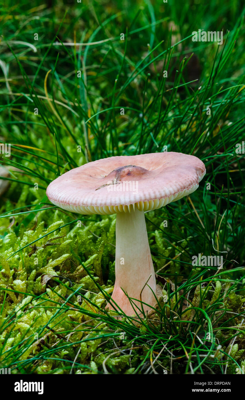 Slender Brittlegill (Russula gracillima), a single fruiting body growing from damp mossy ground in Clumber Park, Nottinghamshire Stock Photo
