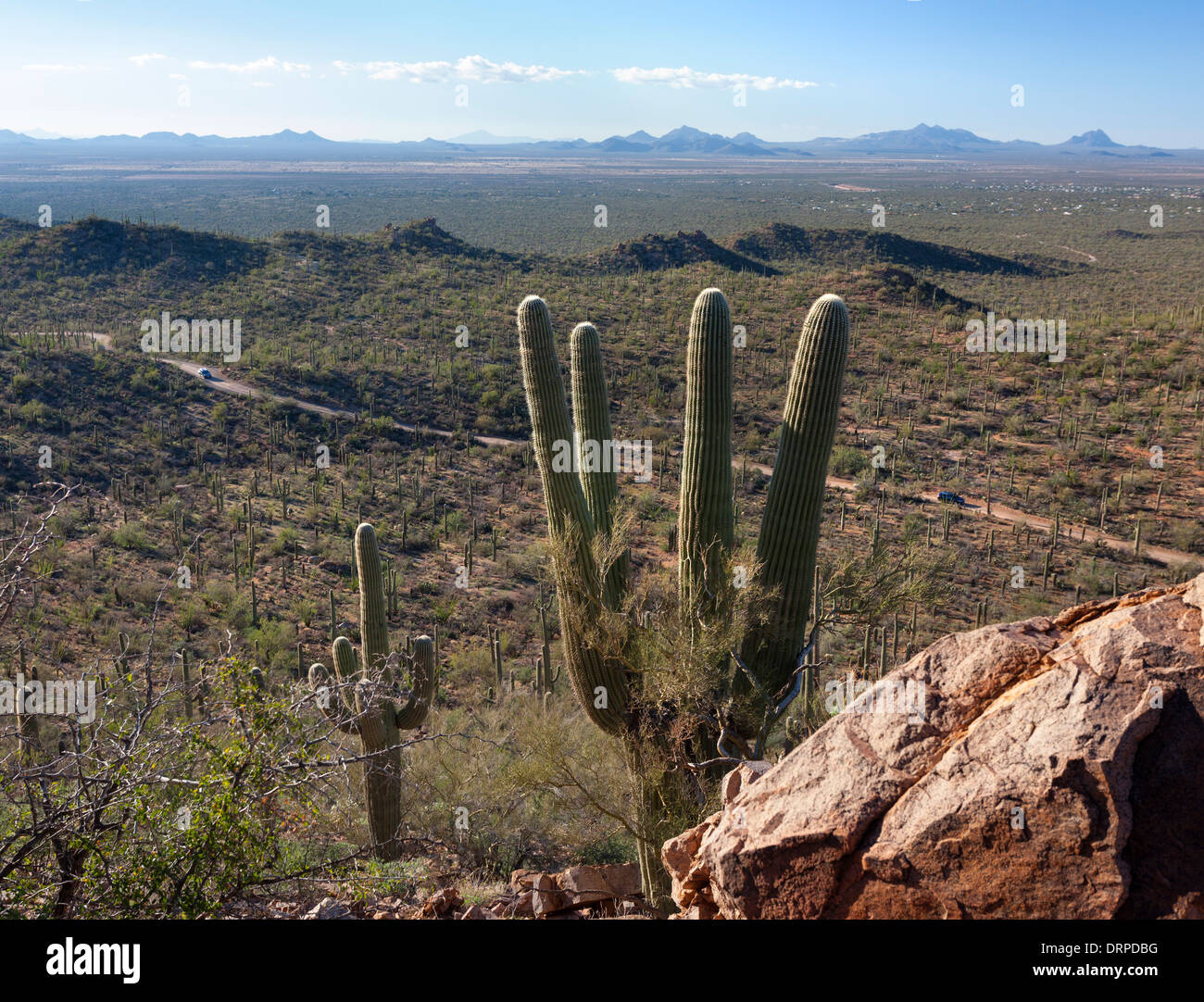 A view of Saguaro West National Park in Tucson Arizona from atop a hill. Stock Photo
