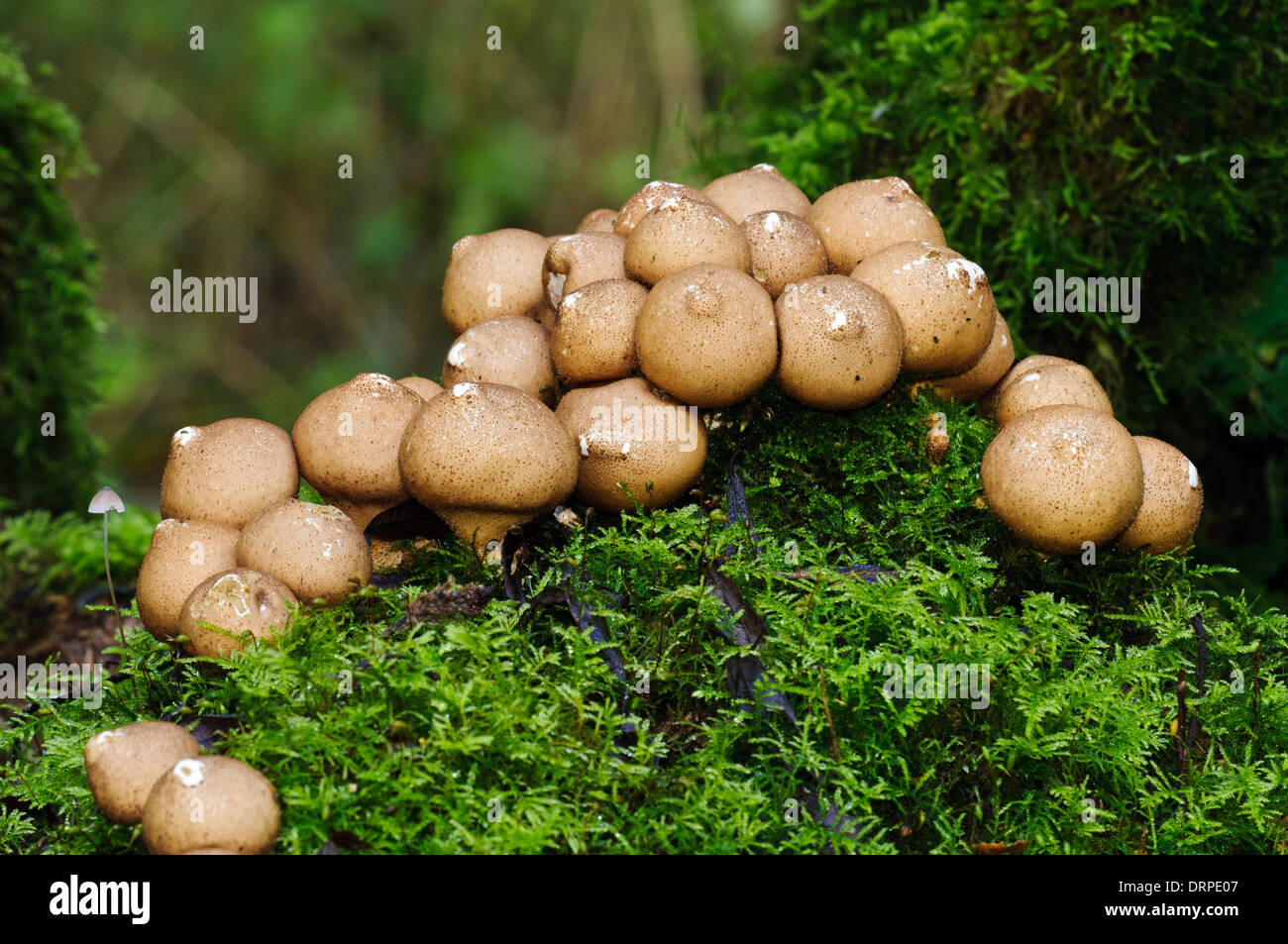 Stump Puffballs (Lycoperdon pyriforme), group of fruiting bodies growing on a moss-covered tree stump at Potteric Carr Stock Photo