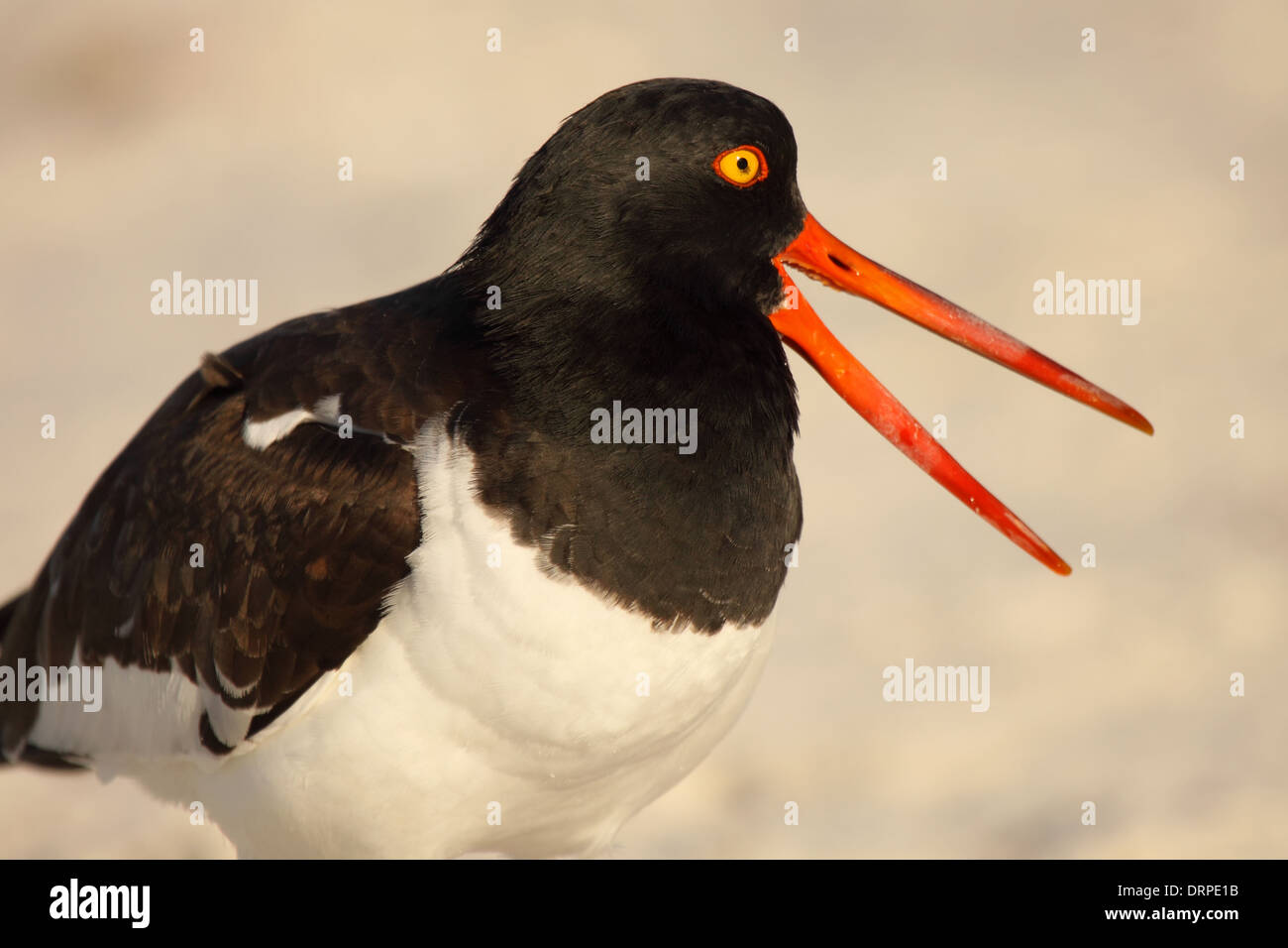 Loud song bird hires stock photography and images Alamy