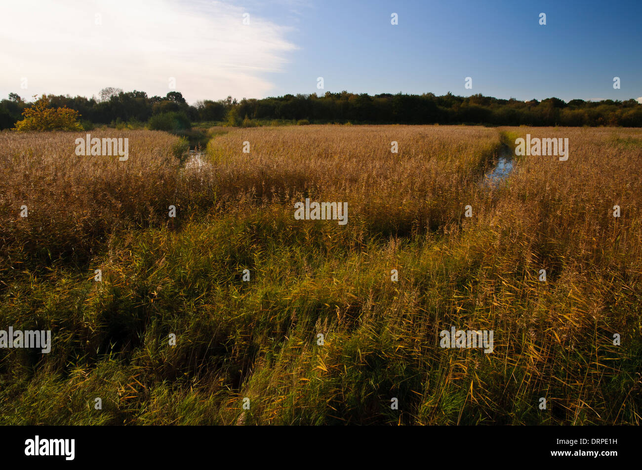 Wetland and reedbed habitat at the Yorkshire Wildlife Trust nature reserve at Potteric Carr, Doncaster, South Yorkshire. October Stock Photo
