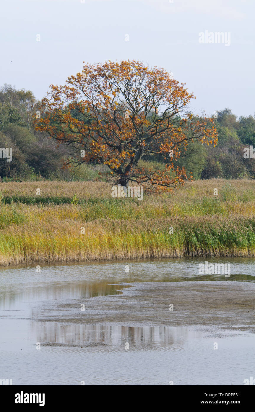 Wetland and reedbed habitat at the Yorkshire Wildlife Trust nature reserve at Potteric Carr, Doncaster, South Yorkshire. October Stock Photo