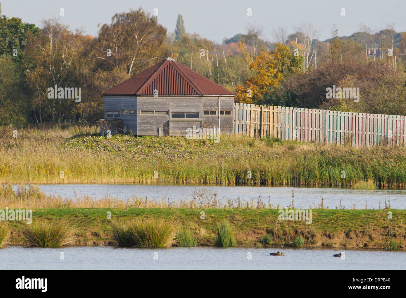 Wetland and reedbed habitat at the Yorkshire Wildlife Trust nature reserve at Potteric Carr, Doncaster, South Yorkshire. October Stock Photo