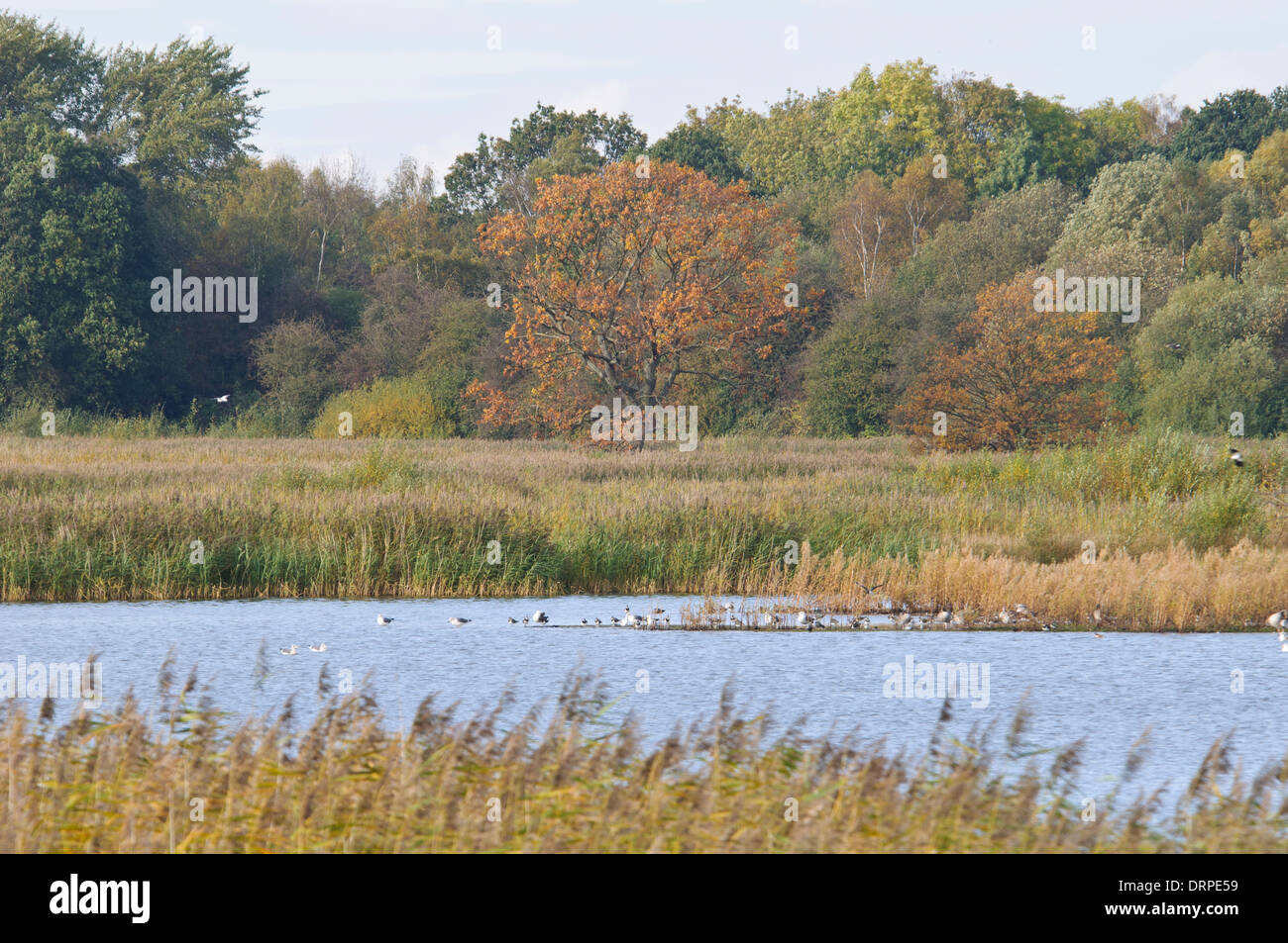 Wetland and reedbed habitat at the Yorkshire Wildlife Trust nature reserve at Potteric Carr, Doncaster, South Yorkshire. October Stock Photo