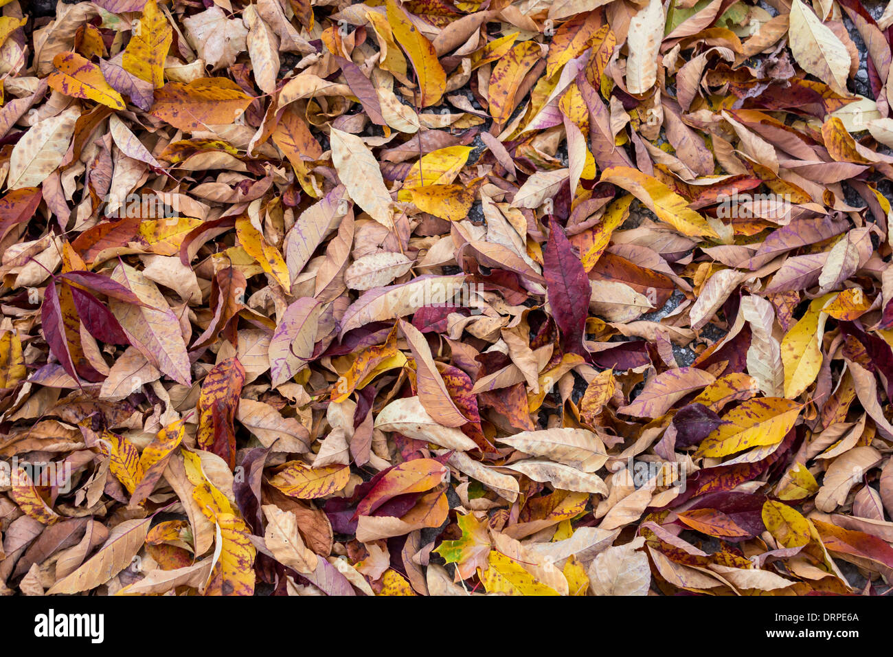 A full frame image of colorful leaves Stock Photo